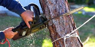 How Our Tree Care Process Works  in  Lake City, GA